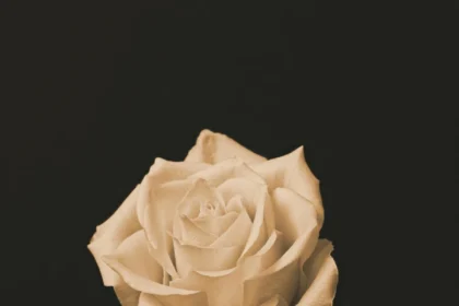 A captivating still life of a single white rose against a black background.