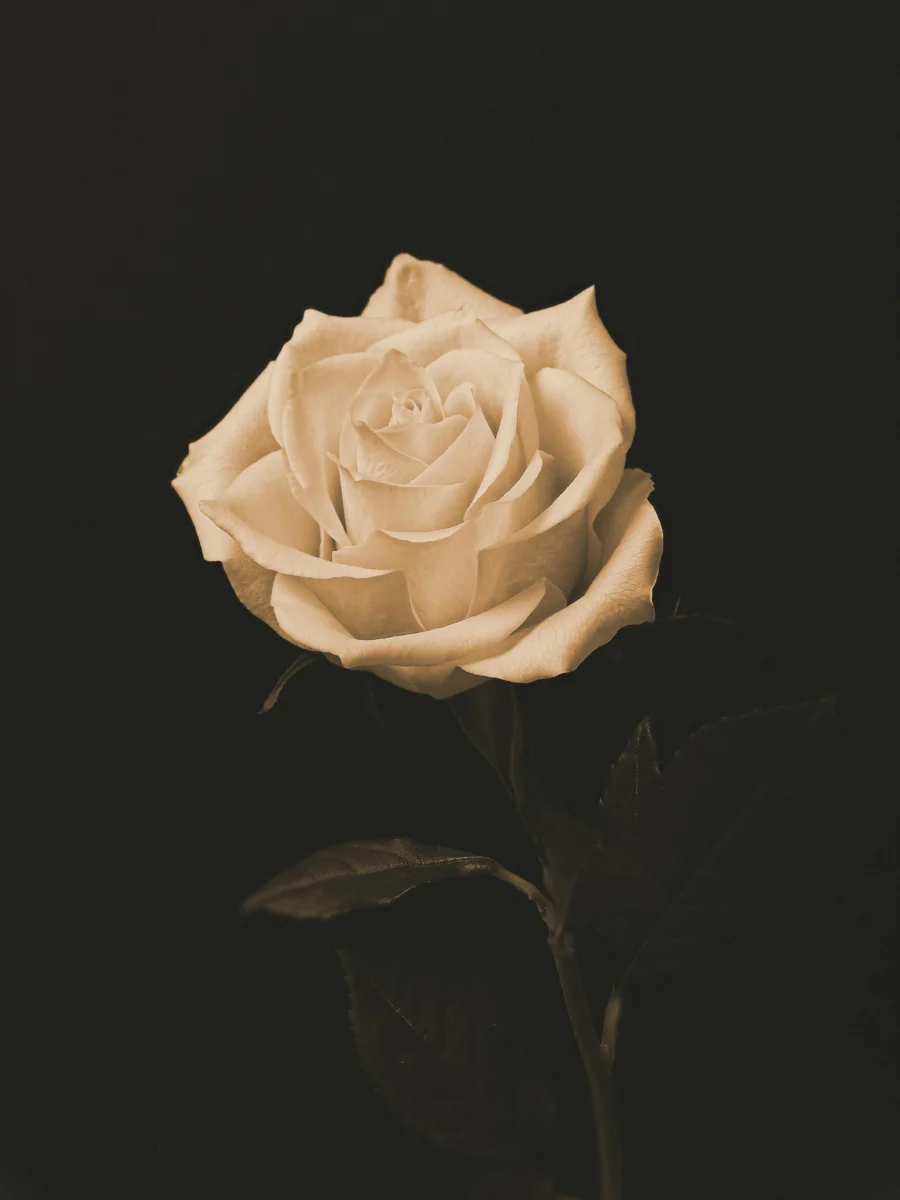 A captivating still life of a single white rose against a black background.